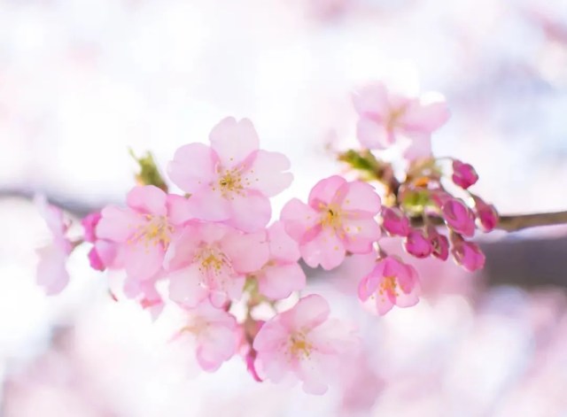 Sakura season officially begins in Tokyo, latest start date in 10 years