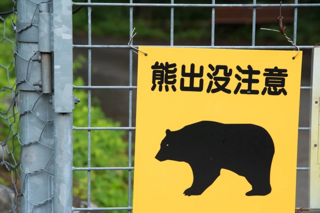 Bear attacks car in Japan, breaks windshield with its paw【Video】