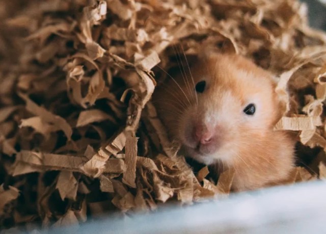Hamster abandoned at Tokyo ramen restaurant gets new home