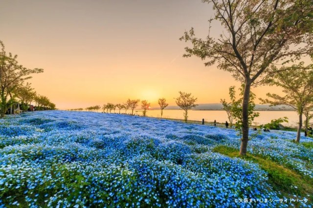 Nemophila season off to an early, and beautiful, start as baby blue flowers bloom in Maishima