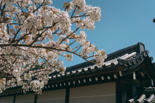 Sakura tree falls on man at Sannenzaka near Kiyomizu temple in Kyoto 【Breaking News】