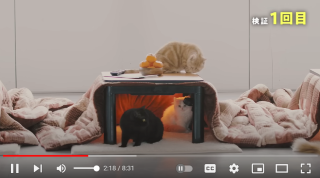 Japanese delivery company tests ideal kotatsu temperature for cats, with live cats