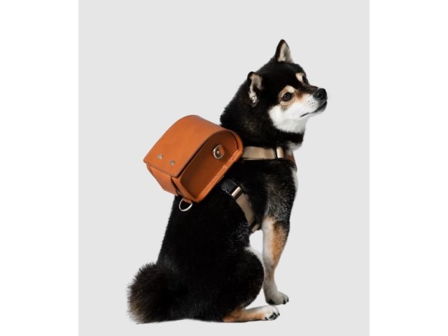 Japanese randoseru backpacks for dogs are back【Photos】