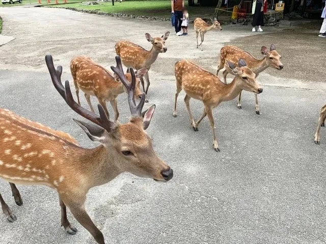 Increased tourist numbers in Nara Park are affecting the size of its deer population