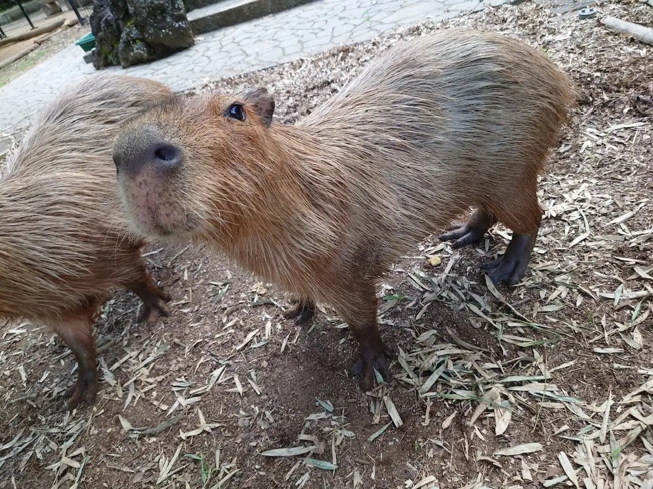 Japan’s Capylympics capybara watermelon eating contest brings new ...
