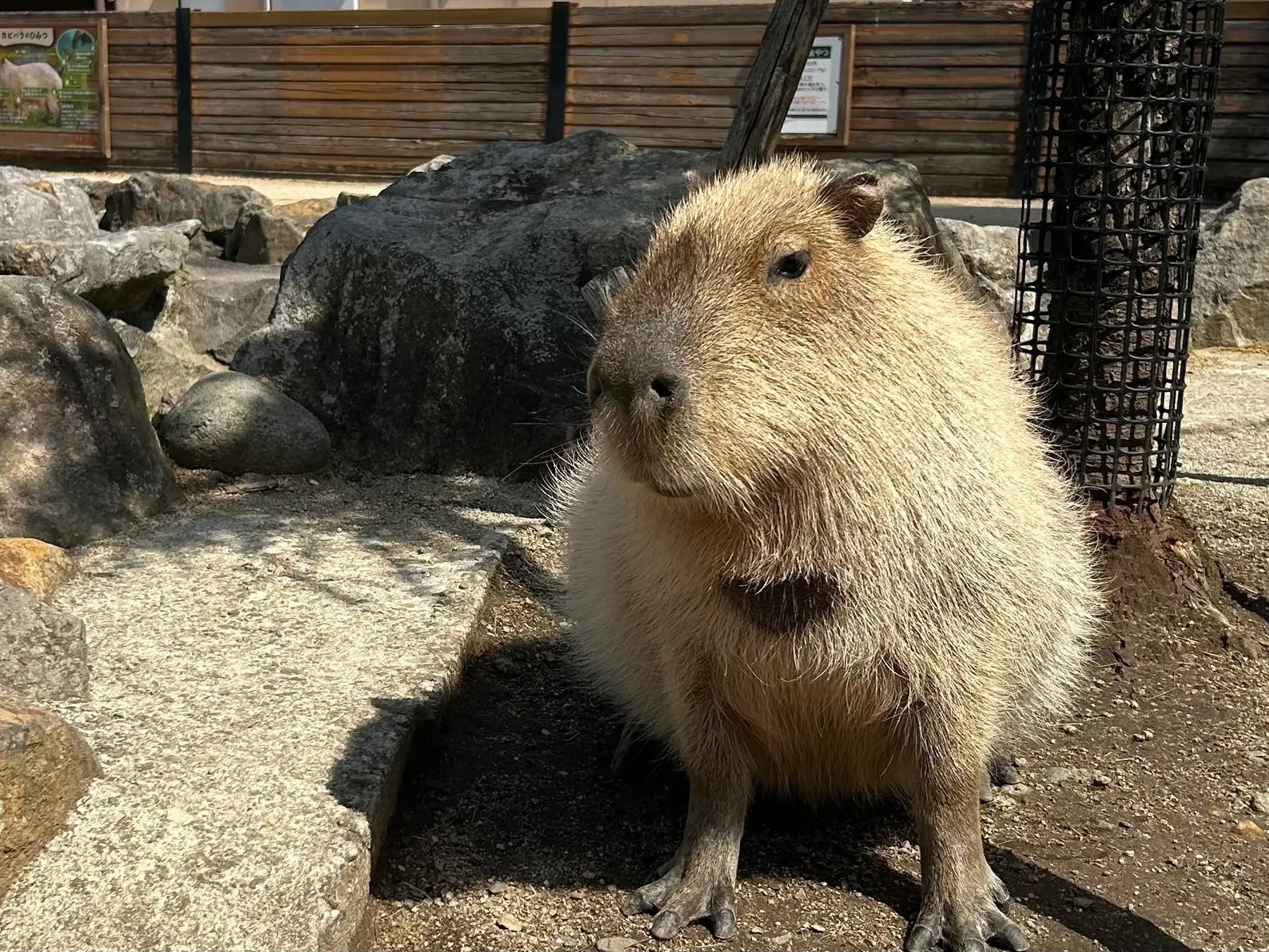 Japan’s Capylympics capybara watermelon eating contest brings new ...