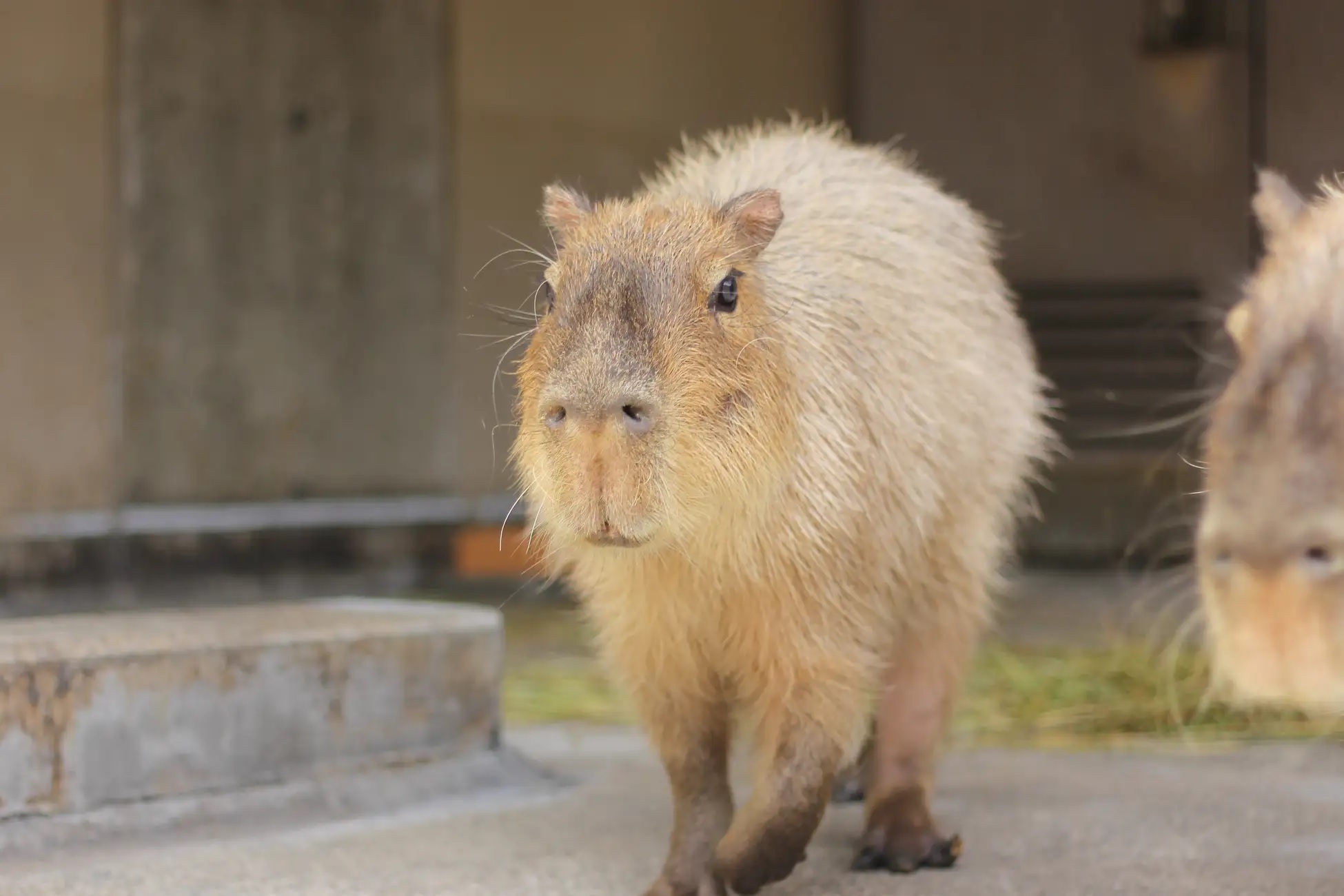 Japan’s Capylympics capybara watermelon eating contest brings new ...
