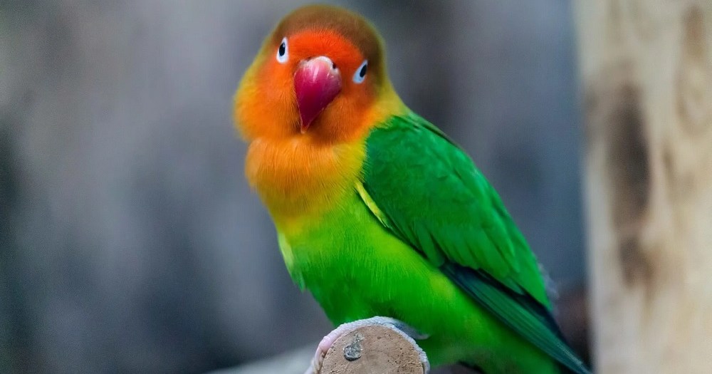 Parakeet found alone in Shinkansen and taken into police custody 【Video】