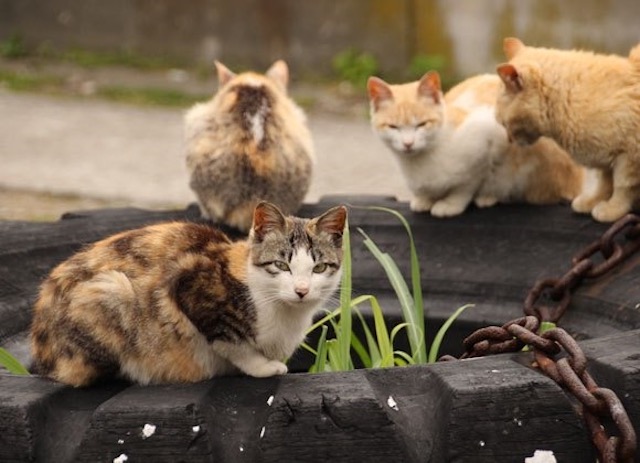 Japanese cat island reveals all its cats will soon be gone