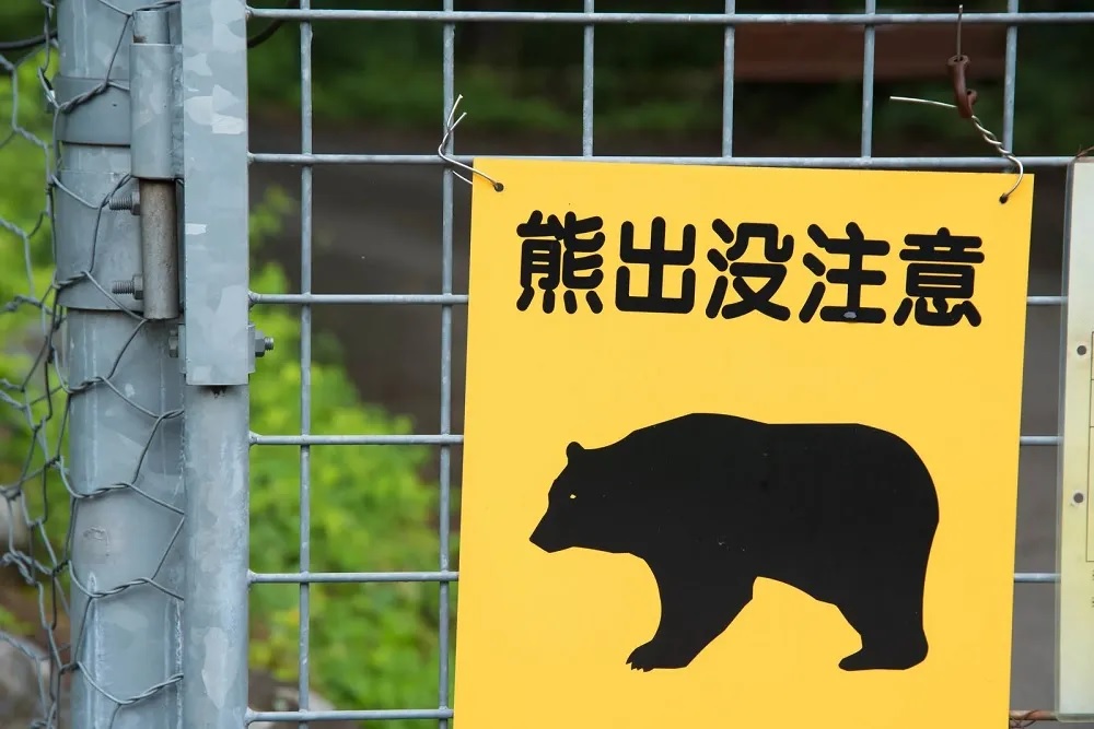 Bear breaks into house in Japan, adapts to winter like locals.