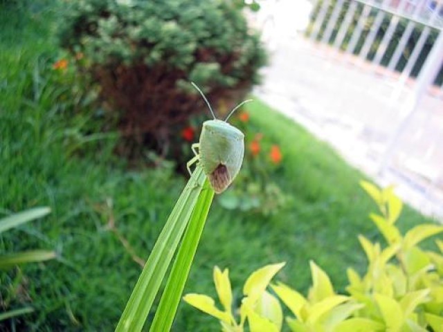 Japanese junior high students create air freshener using stink bugs.