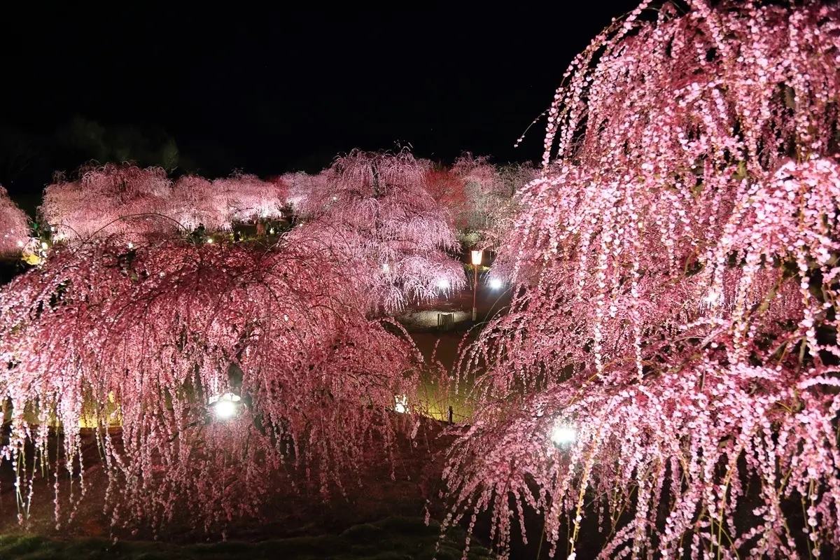 It's time to get a jump on beautiful pink blossoms at this forest