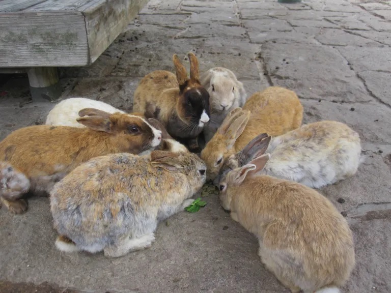 Man kicks bunny to death on Japan's Rabbit Island, possibly killing 77 more.