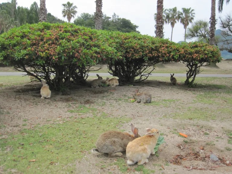 Man kicks bunny to death on Japan's Rabbit Island, may have killed