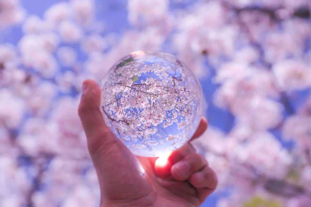 Japan's cherry blossom forecast indicates full bloom (mankai sakura) will arrive earlier, particularly in Tokyo.