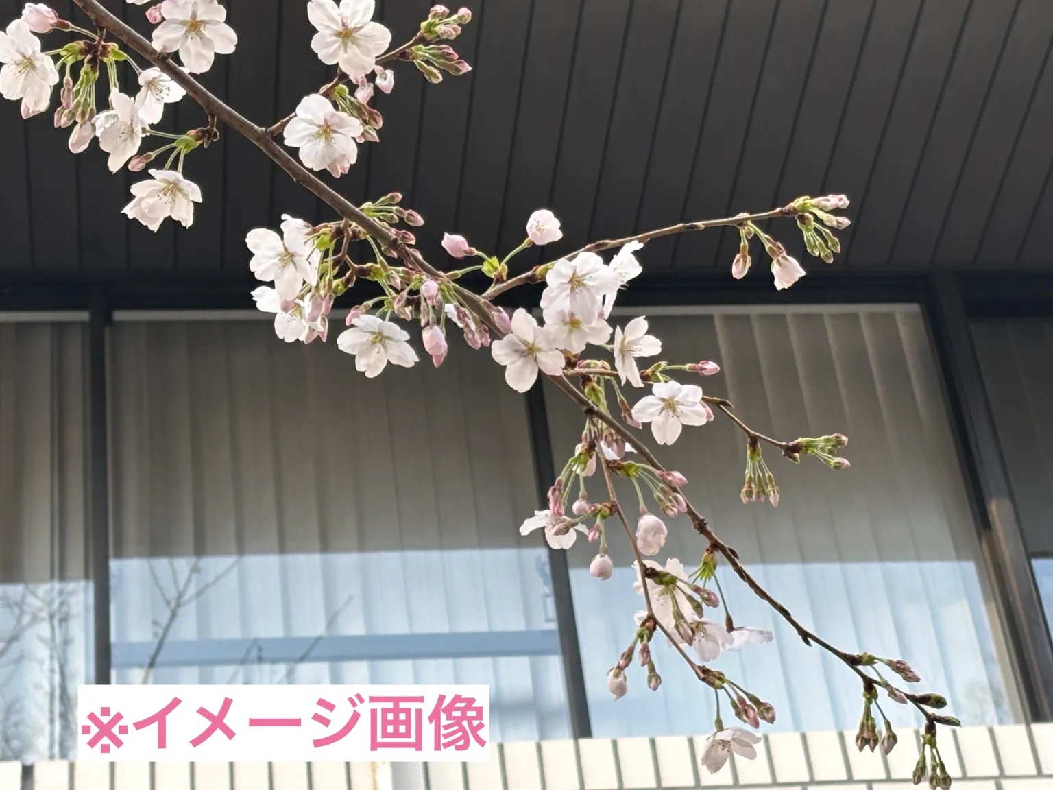 Tokyo sakura report: Why Shinjuku Gyoen beats Ueno Park for hanami ...