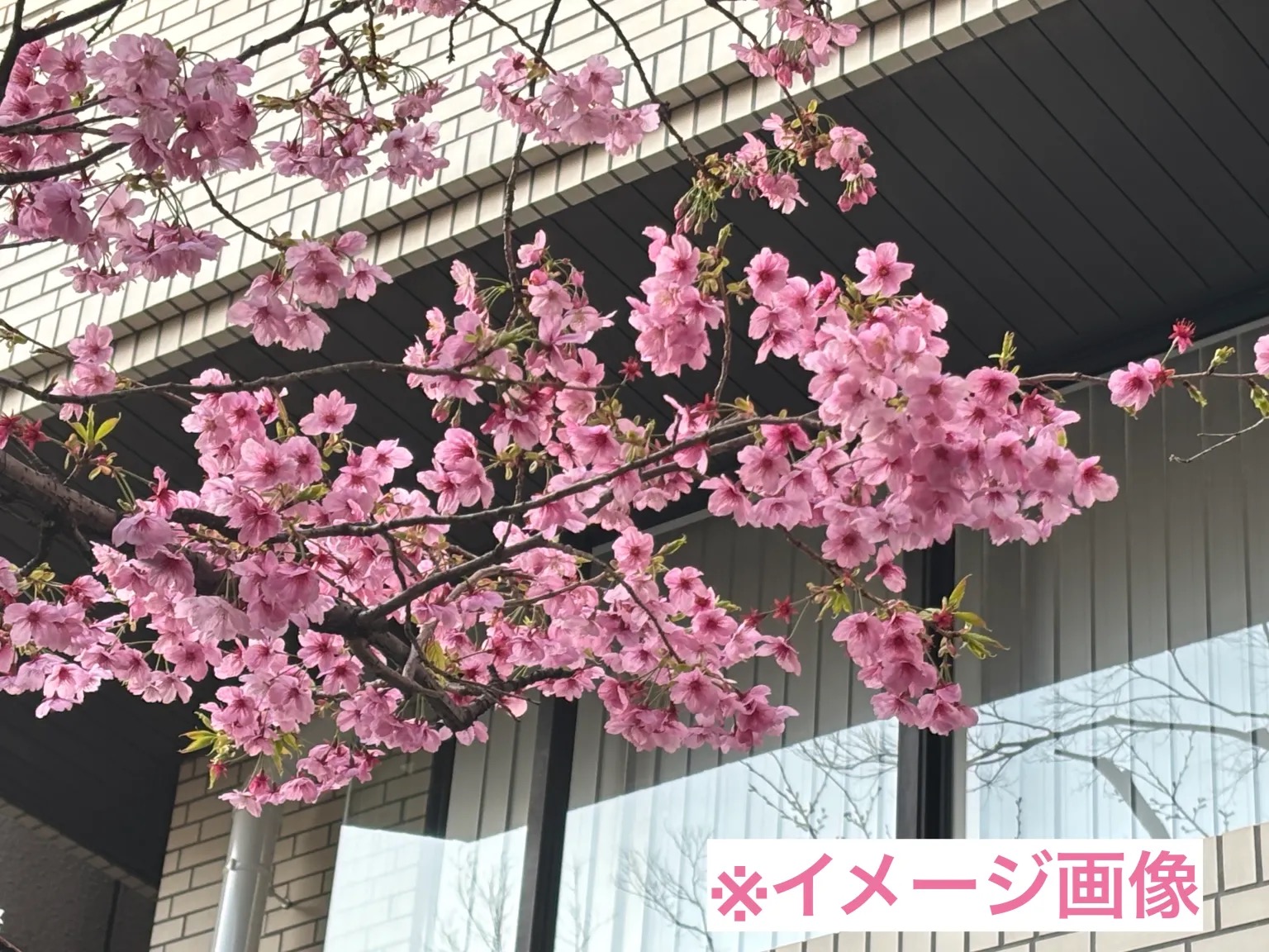 Tokyo sakura report: Why Shinjuku Gyoen beats Ueno Park for hanami ...