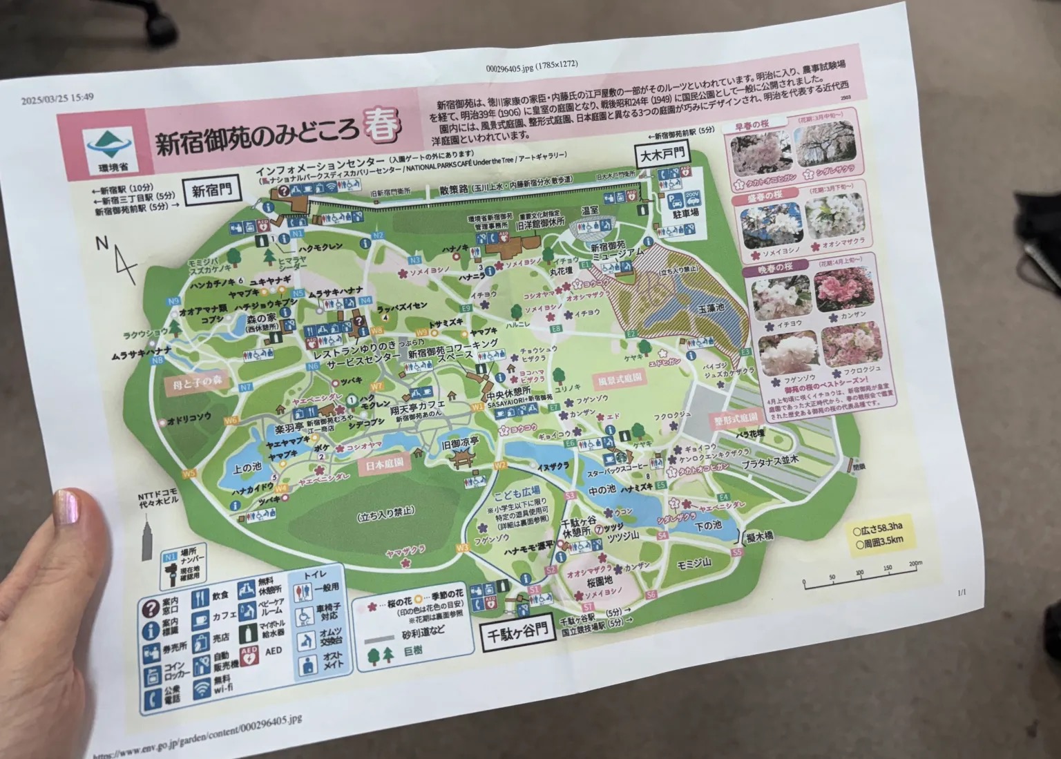 Tokyo sakura report: Why Shinjuku Gyoen beats Ueno Park for hanami ...