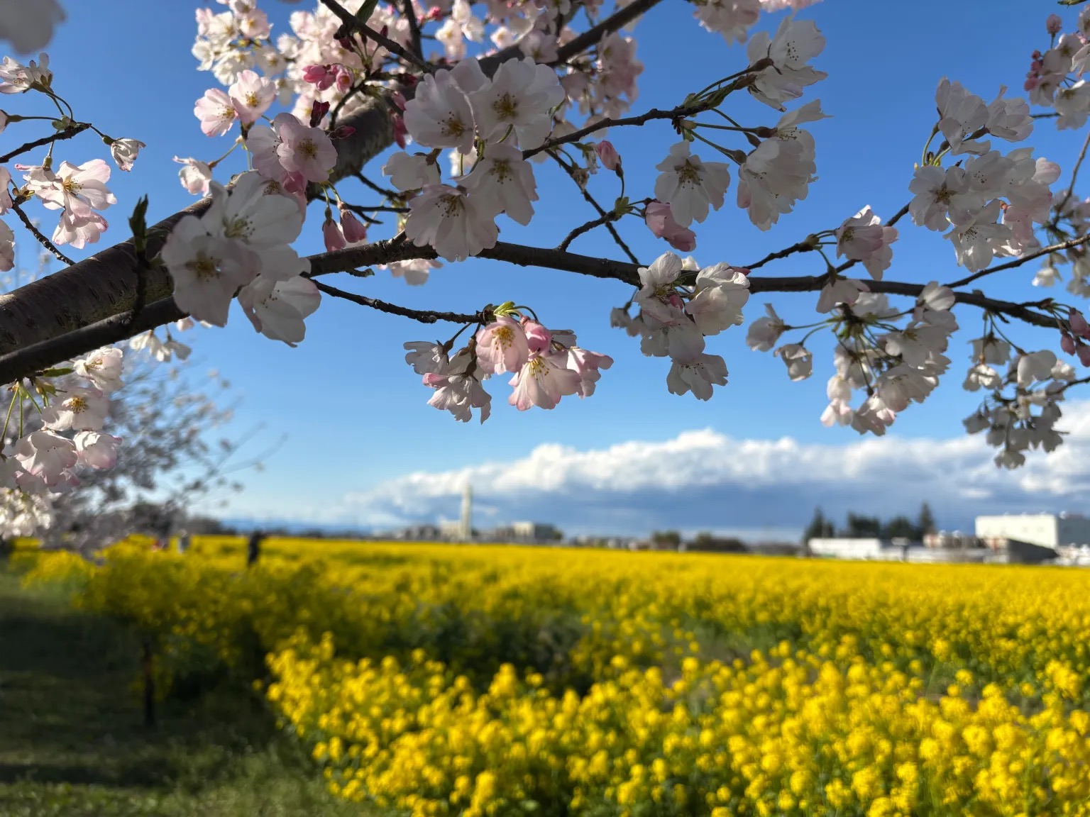 Visiting the top sakura site in Kanto…without any planning