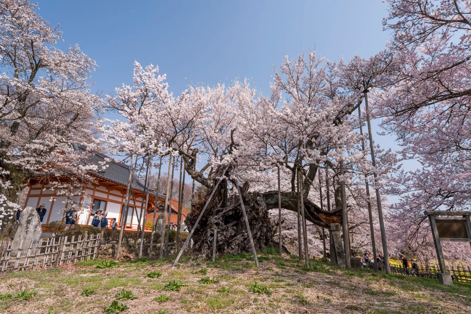 The top 9 sakura cherry blossom viewing spots in Japan that you should ...