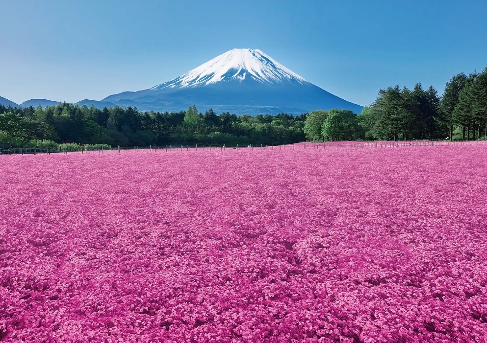 Mt. Fuji's “field sakura” coming into bloom as Shibazakura