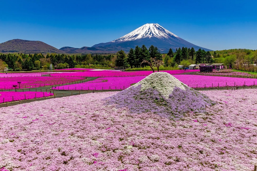 Mt. Fuji's “field sakura” coming into bloom as Shibazakura