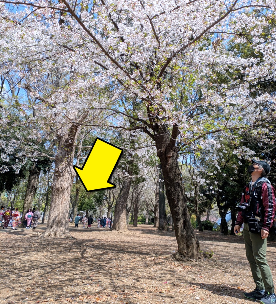 Fake cherry blossom viewing failure leads us to international