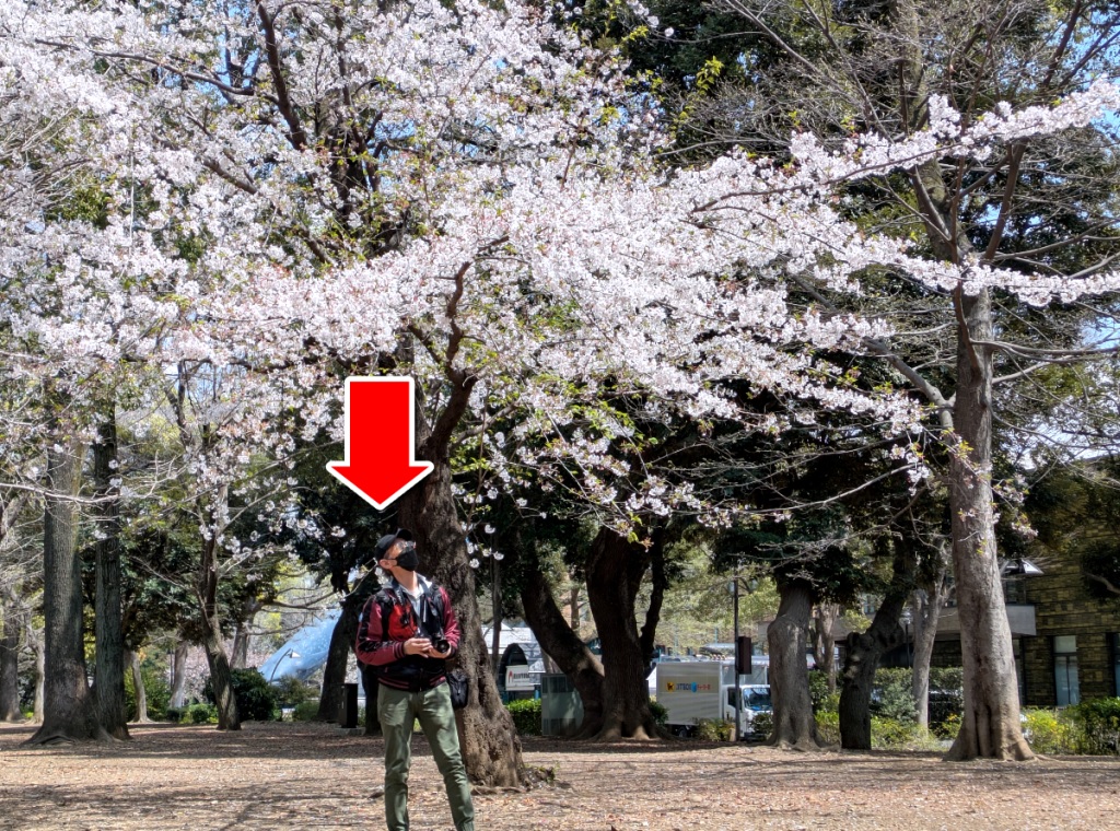Fake cherry blossom viewing failure leads us to international