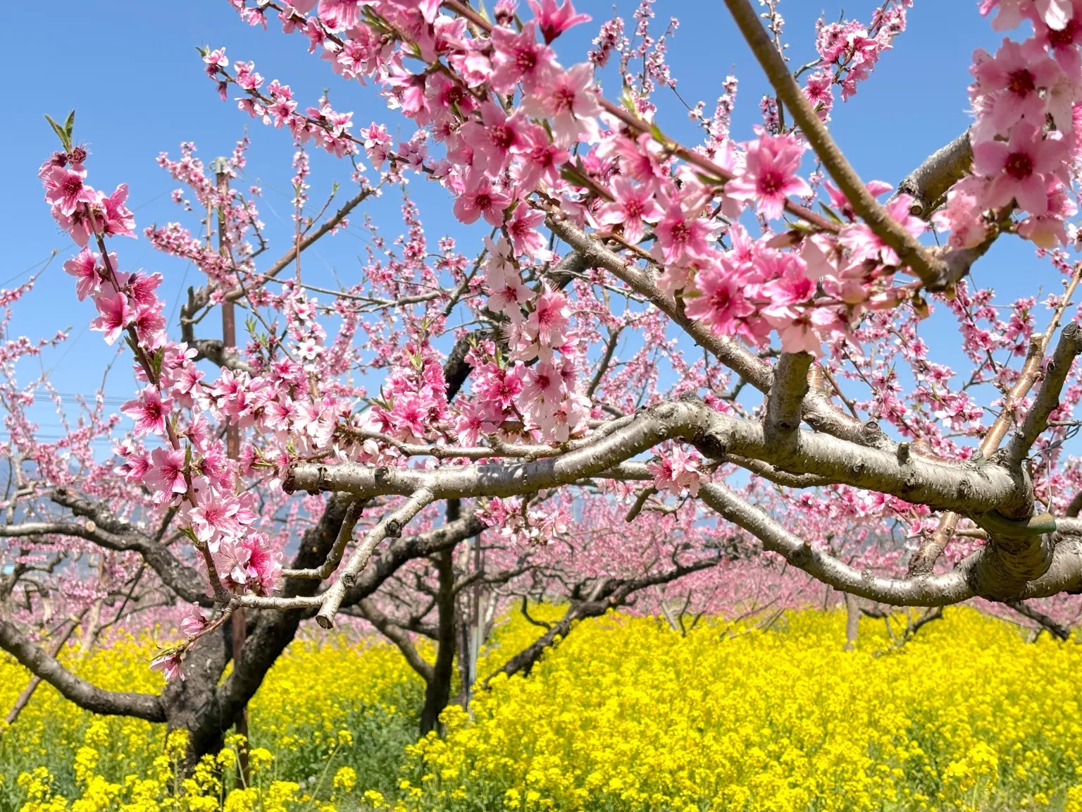 This secret spring flower-viewing spot in Japan is yet to be