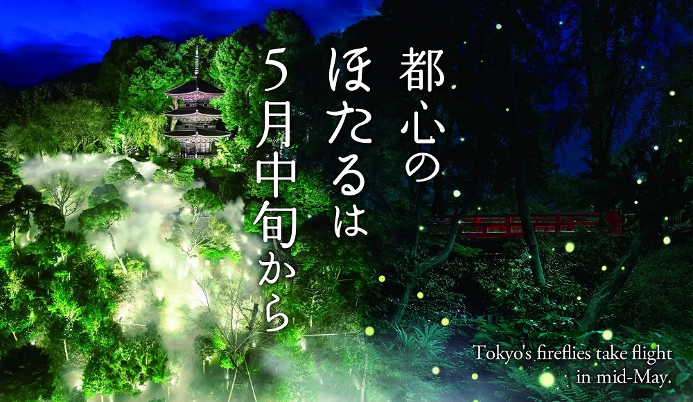Fireflies in downtown Tokyo – Beautiful hotel garden begins hotaru season event