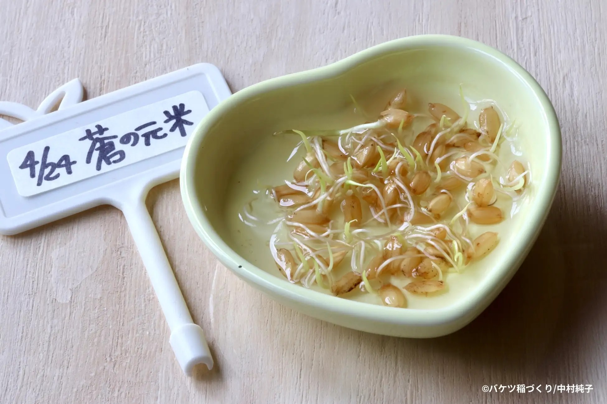 Grow your own balcony rice balls with this new how-to book | SoraNews24 ...