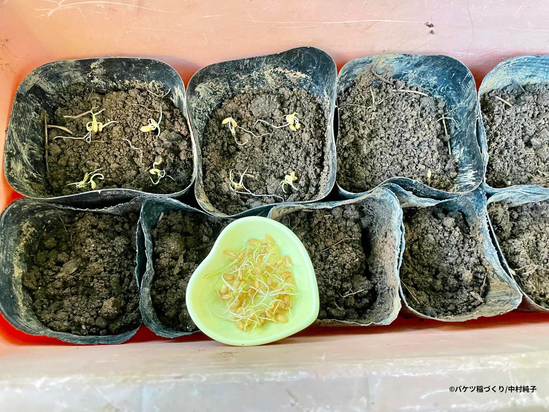 Grow your own balcony rice balls with this new how-to book | SoraNews24 ...