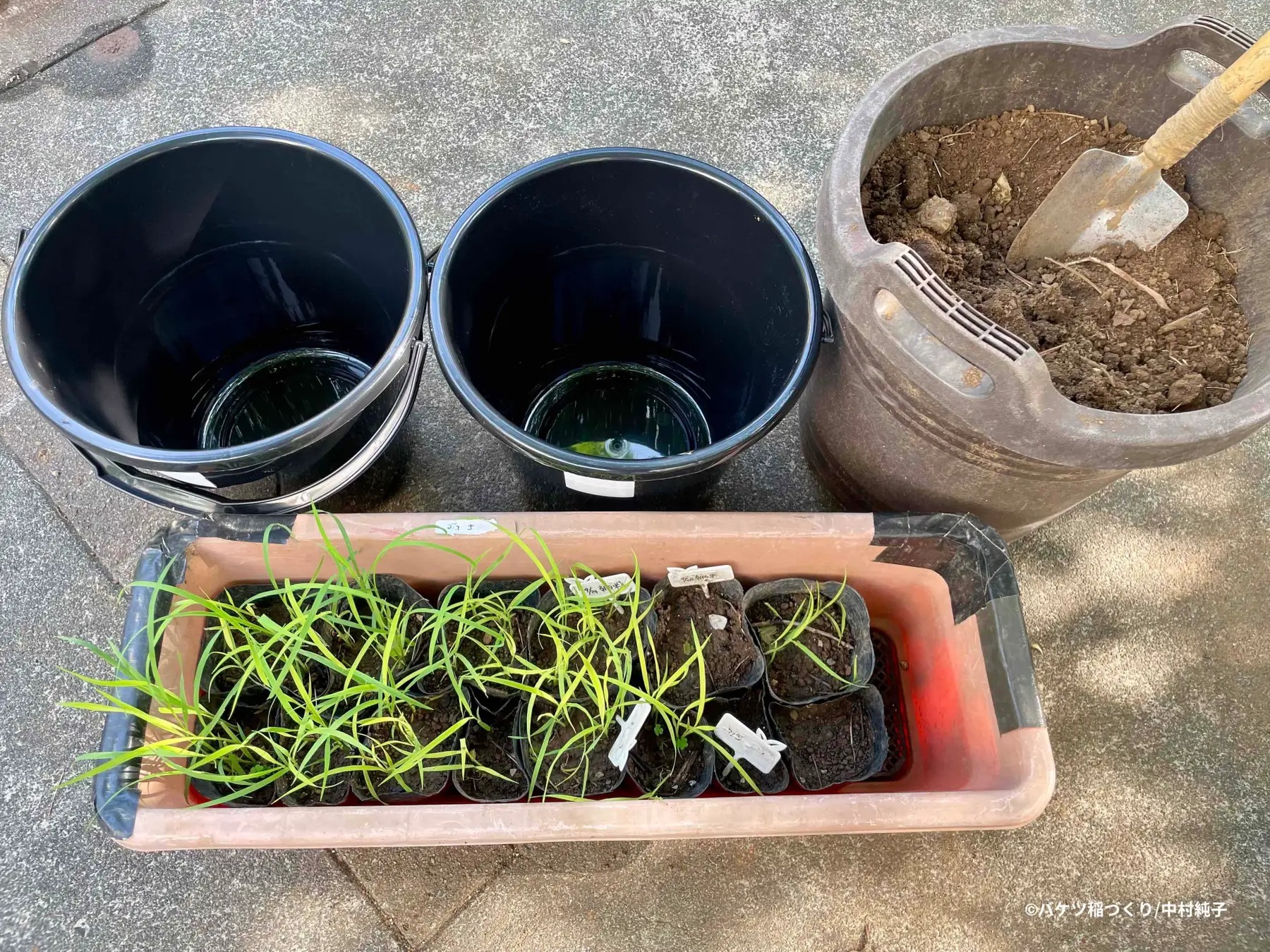 Grow your own balcony rice balls with this new how-to book | SoraNews24 ...