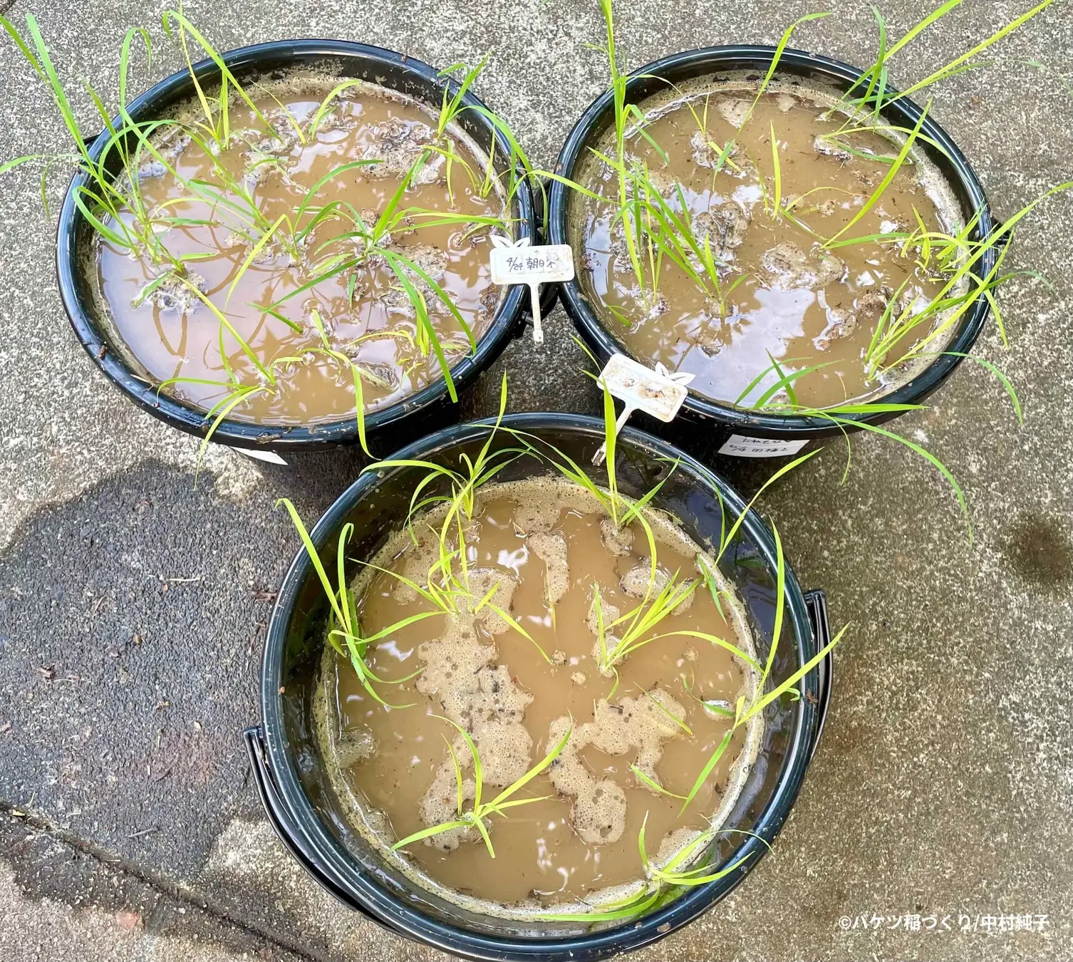 Grow your own balcony rice balls with this new how-to book | SoraNews24 ...