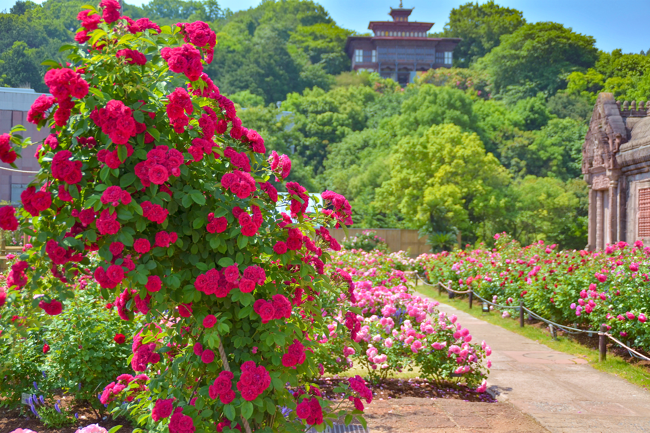 Japan’s best rose gardens to visit in 2025 | SoraNews24 —Japan News—