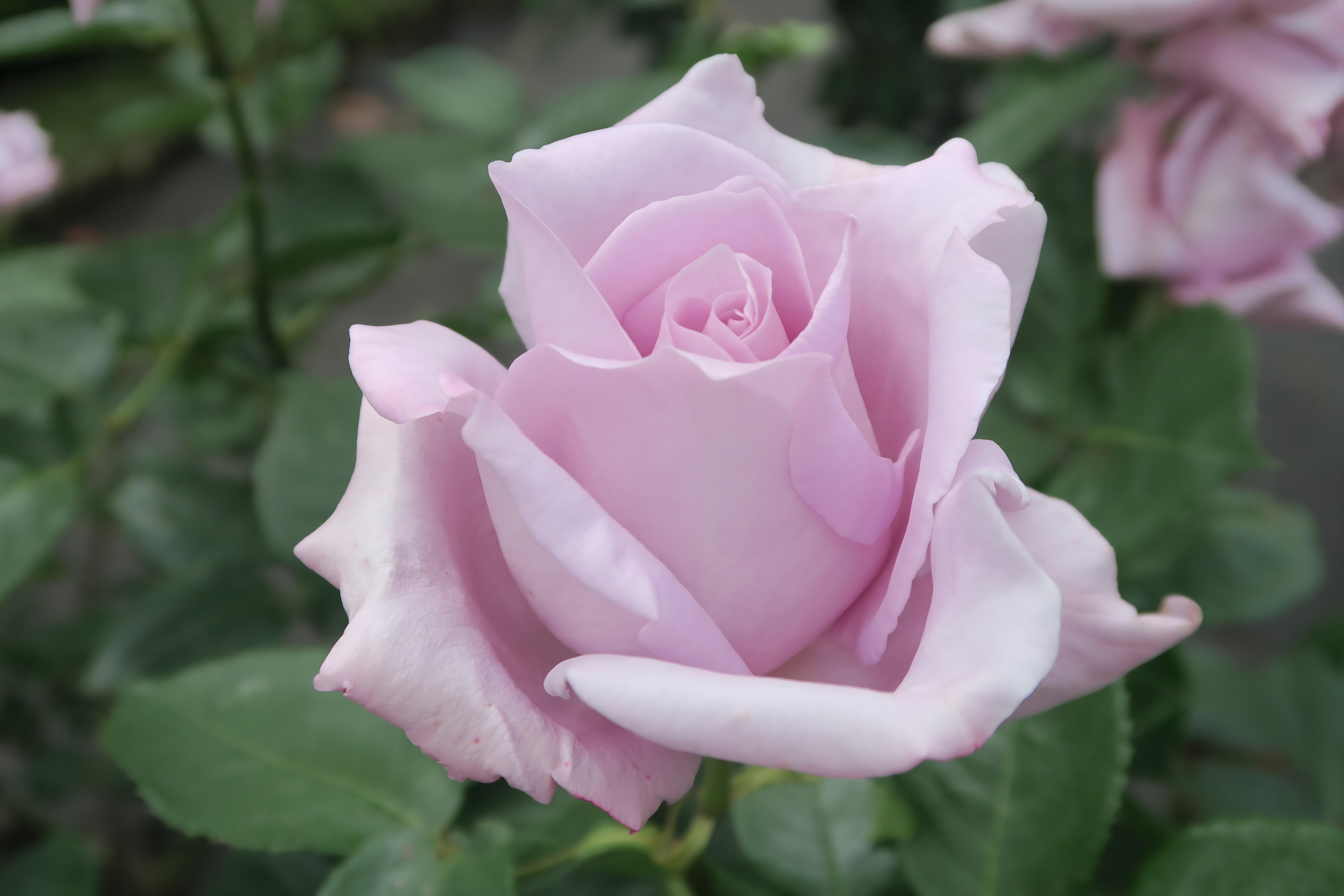 Japan's best rose gardens to visit in 2025 | SoraNews24 -Japan News-