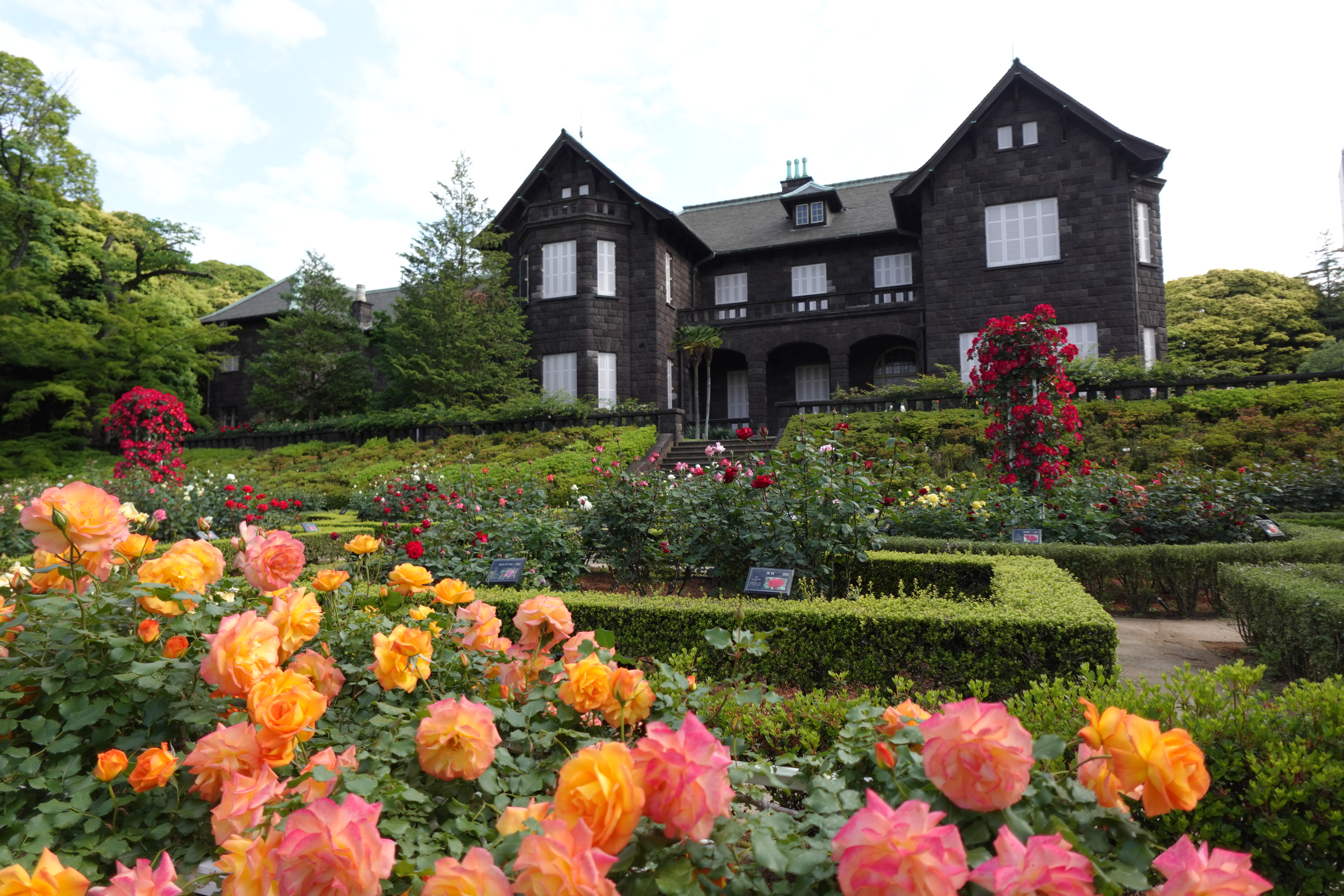 Japan's best rose gardens to visit in 2025 | SoraNews24 —Japan News—