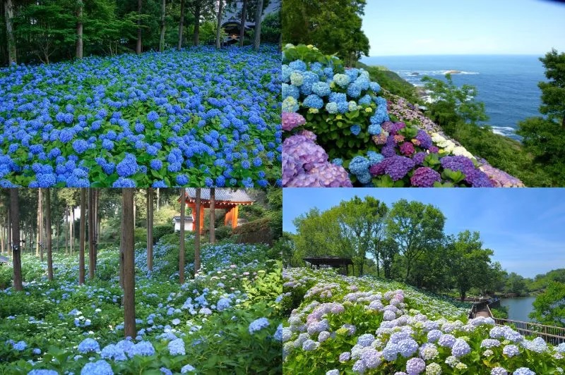 Japan's 10 most beautiful hydrangea spots to visit【Photos