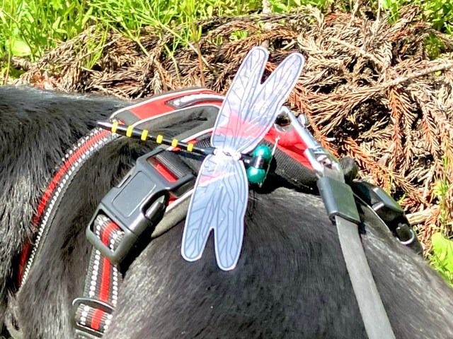 Can putting a giant dragonfly on your head repel bugs