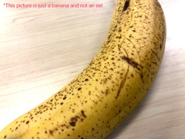 Eel that looks like a banana caught in Shimane Prefecture