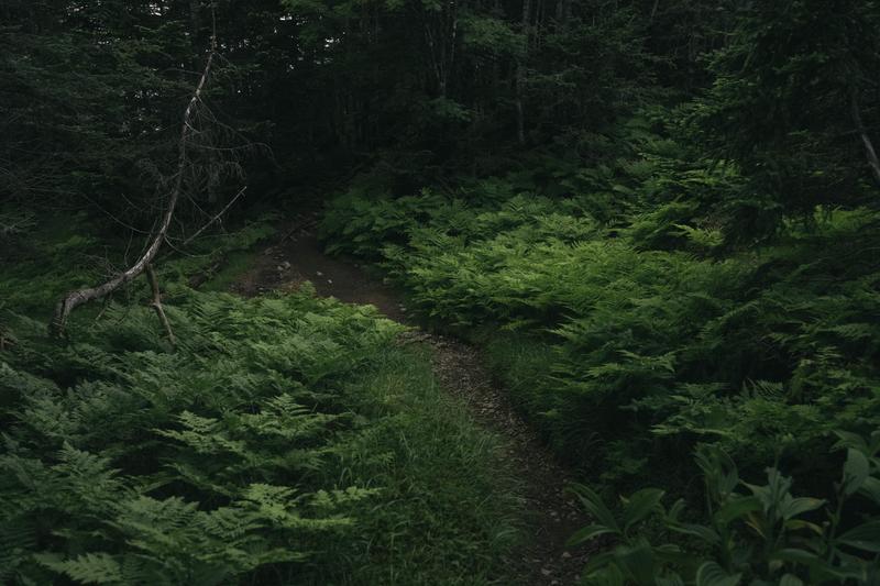 Chiko the one-year-old beagle saves Buddhist priest from bear mauling