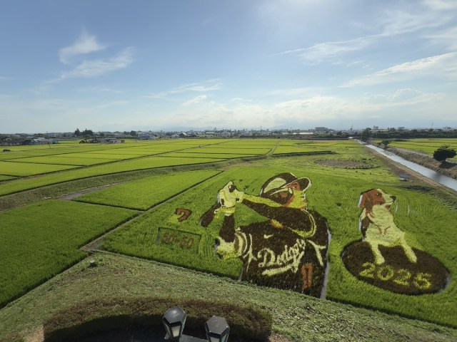 Shohei Ohtani's hometown creates rice paddy art and manhole cover