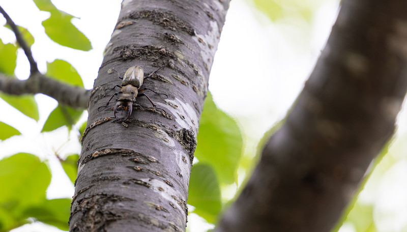 Rhinoceros beetles falling out of favor with Japanese kids
