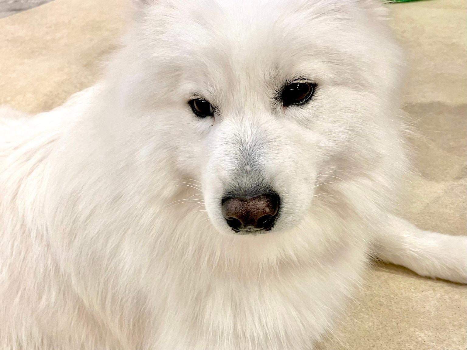What’s it like at Samoyed Cafe Moffu Harajuku?