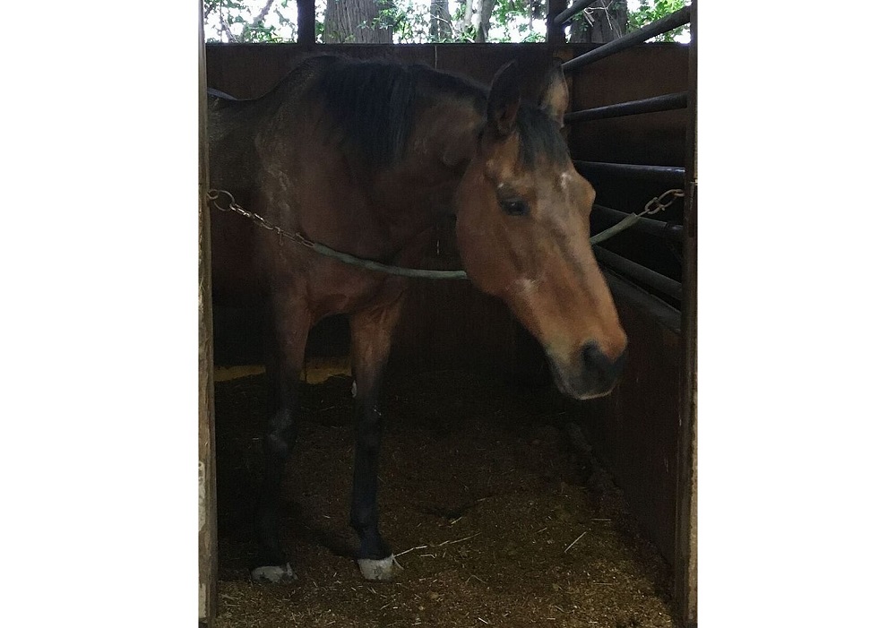 Haru Urara, Japan’s winless “Star of the Losers” race horse, has passed away