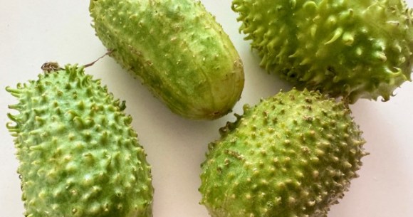 Does the maxixe live up to its promise of being a whole new flavor for our Japanese reporter?