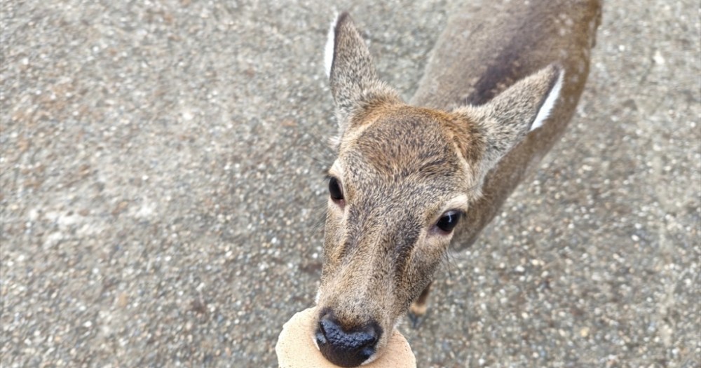 Is China’s don’t-go-to-Japan warning affecting tourist crowd sizes in Nara?