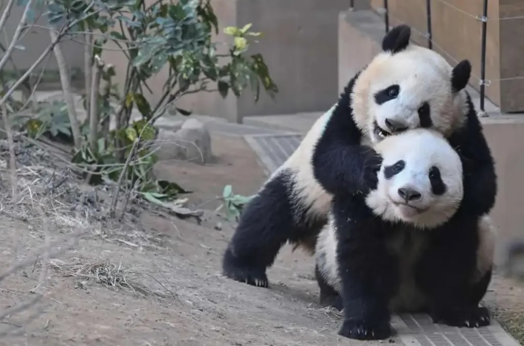 Tokyo zoo imposes one-minute time limit for viewing pandas, line still ...