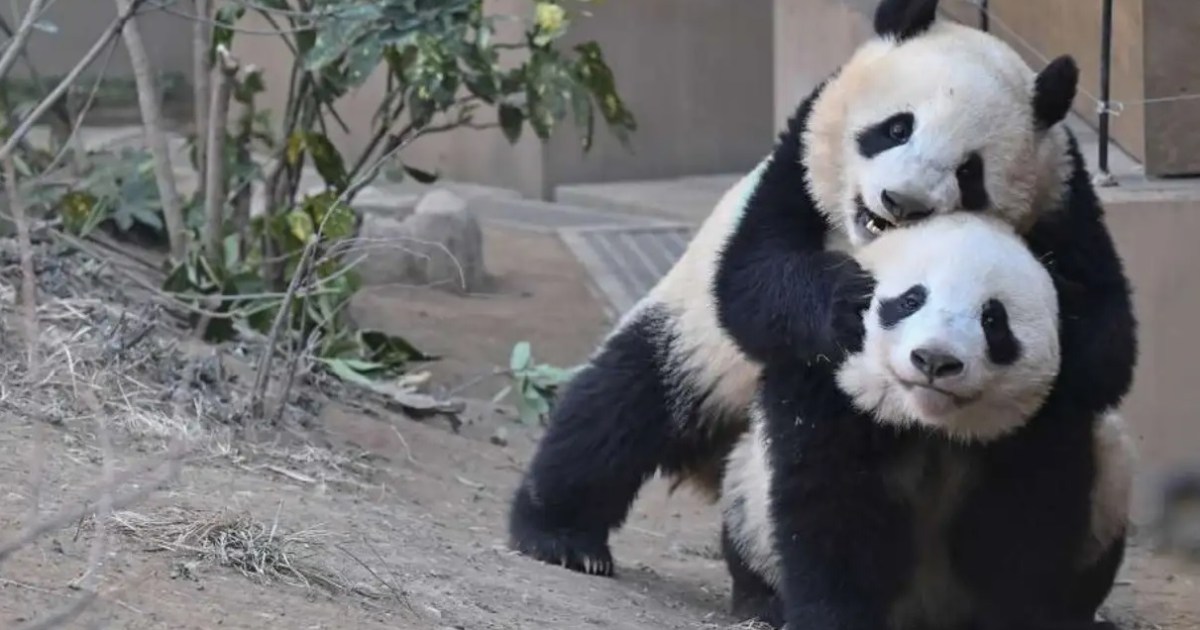 Japan’s last two pandas leaving for China next month, Ueno Zoo announces final day for twins