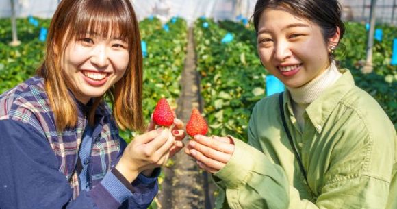 Have the berry best vacay at one of these five strawberry-picking experiences in Japan